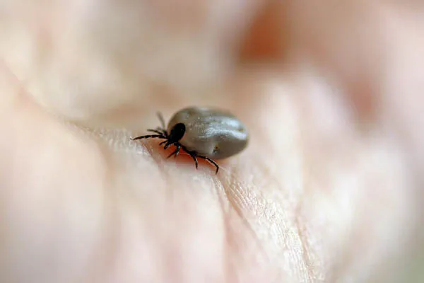 A tick arrgh